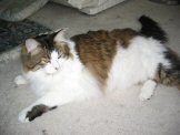 picture of Moo Cow