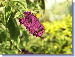 butterfly2.jpg