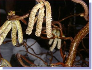 catkins.jpg