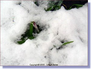 crocusrn.jpg