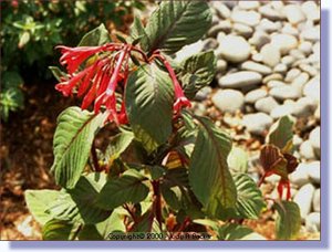 fuchsia2.jpg