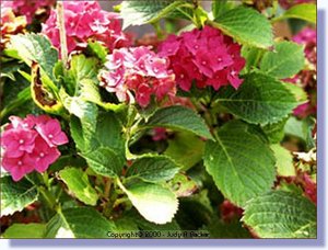 hydrangea.jpg