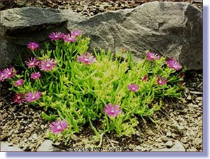 pink_flowers.jpg