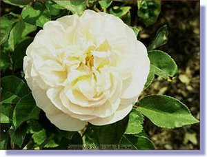 pink_rose.jpg