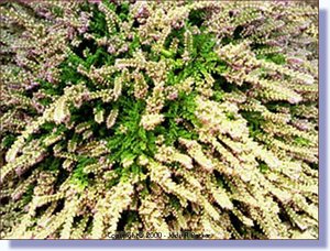 thyme1.jpg