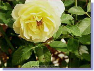 yellow_rose.jpg