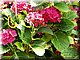 hydrangea.jpg