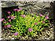 pink_flowers.jpg