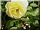 yellow_rose.jpg