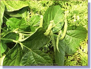 beans.jpg