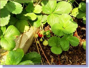 berries2.jpg