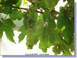 grapes.jpg
