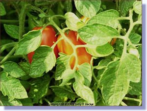 tomato.jpg
