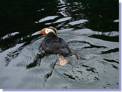 bird 1.JPG
