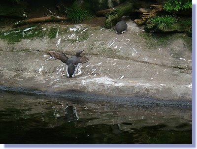 bird 2.JPG