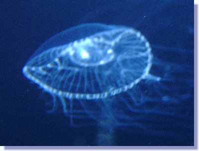 jelly 1.JPG