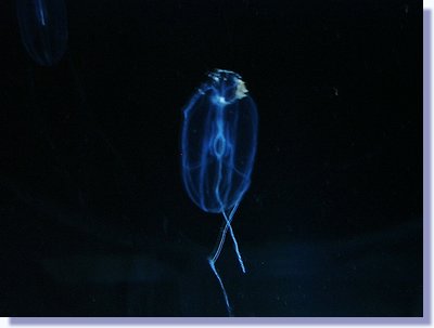 jelly 5.JPG