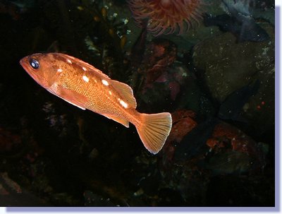 orange fish 1.JPG