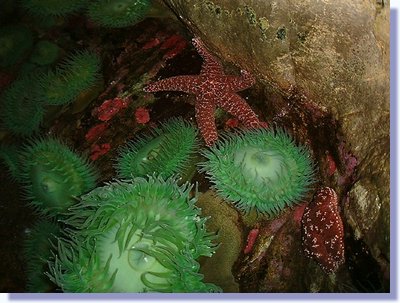 tide pool 1.JPG