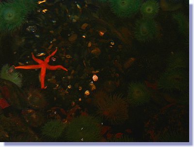 tide pool 2.JPG