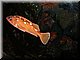 orange fish 1.JPG