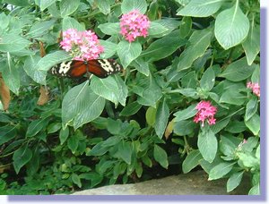 DSCF0009.JPG
