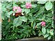 DSCF0009.JPG